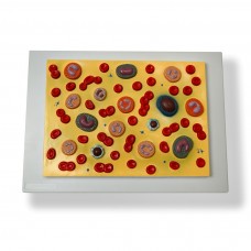 Human Blood Cell Model, 2000x life size